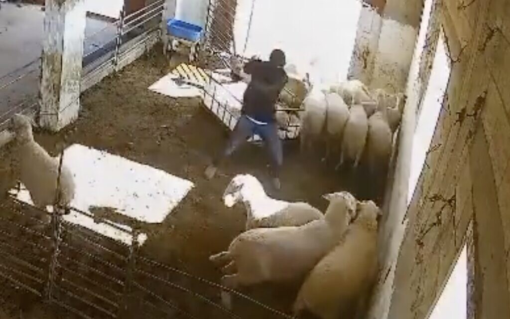 Footage shows a masked settler attacking sheep during an attack on a Palestinian hamlet in the South Hebron Hills on October 28, 2025. (Screen capture/X)